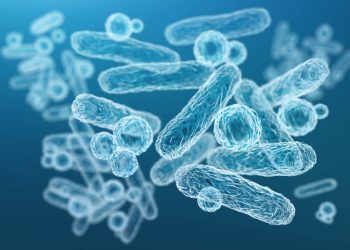 gum disease bacteria